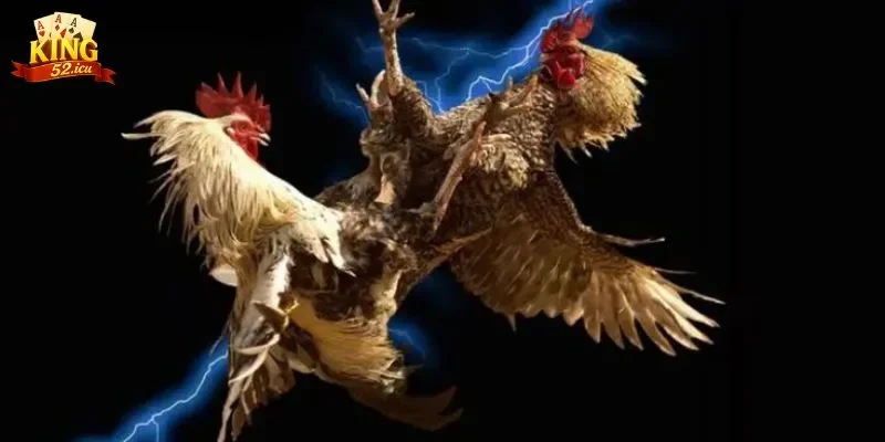 đá gà cựa sắt Bật mí mẹo chơi đá gà có hiệu quả