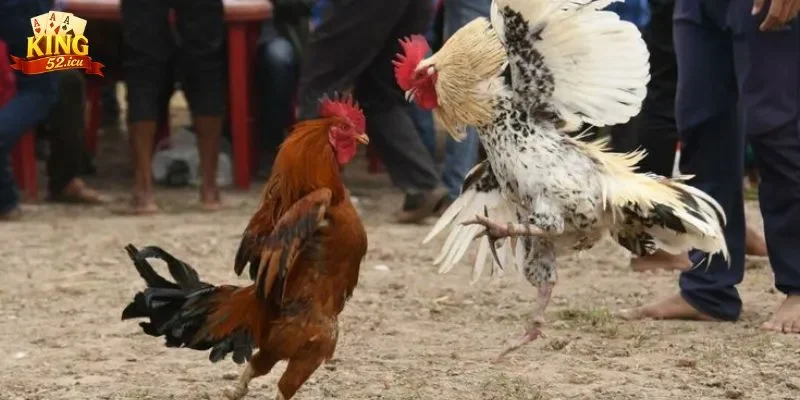 đá gà cựa dao Đá gà cựa dao là gì?